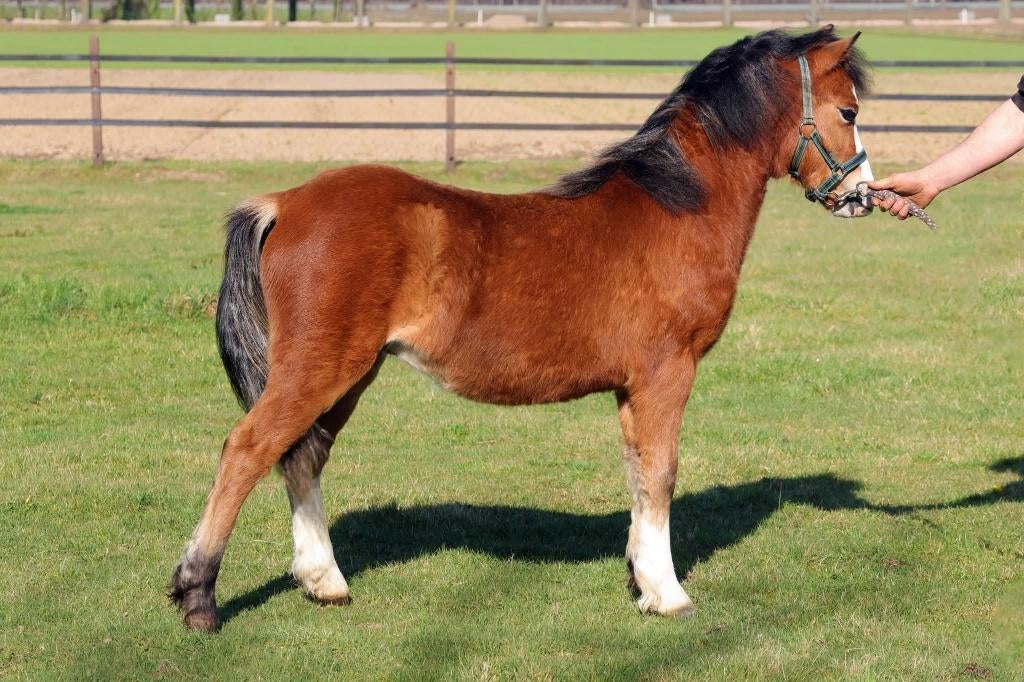 Welsh A jaarling hengst bruin, Dieren en Toebehoren, Pony's, Met stamboom, 0 tot 2 jaar, Hengst, A pony (tot 1.17m)