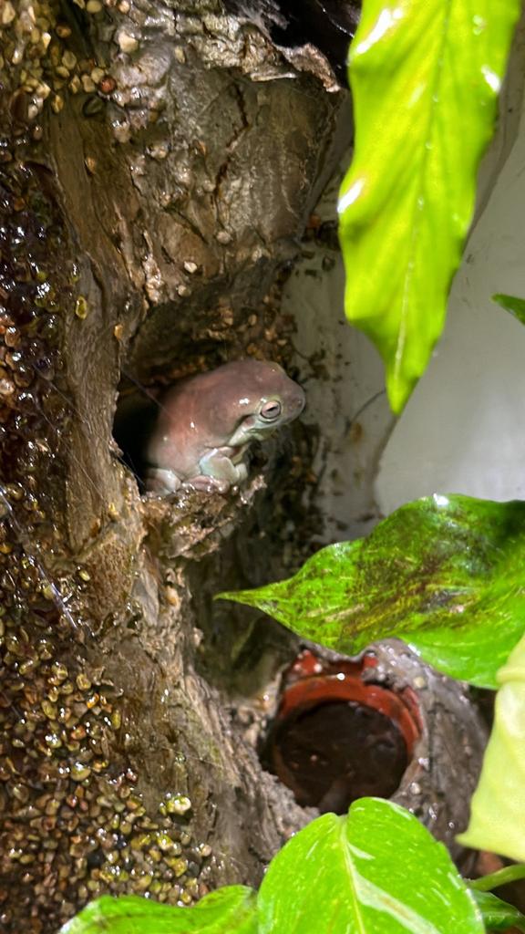 Te koop groep van 6 koraal teen boomkikkers Frog - unknown for sale from leeroy