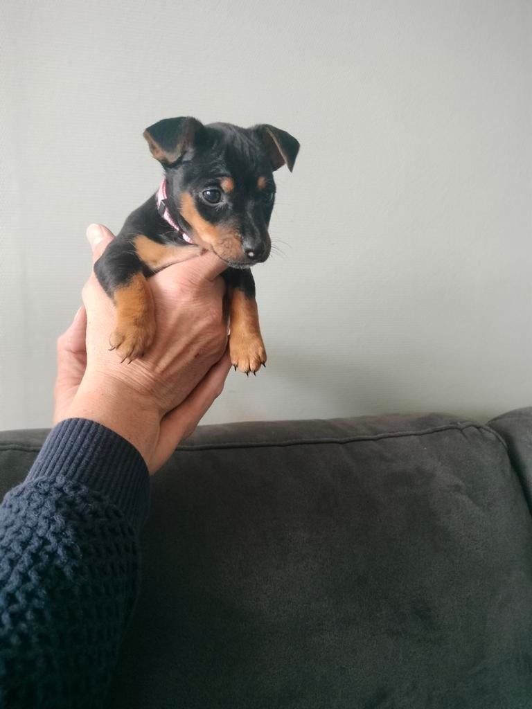 Prachtige jack russel jackrussel teefje zoekt for ever home, Parvo, Jack Russell Terriër, Reu, 8 tot 15 weken