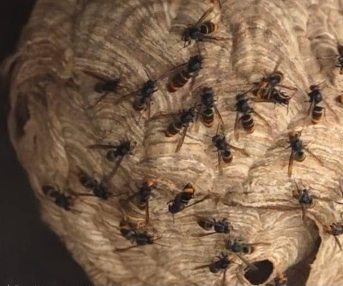 Aziatische hoornaar,  ,Vrijwillige basis, Dieren en Toebehoren, Ophalen of Verzenden