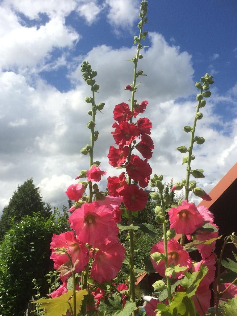 Grote zak Stokroos zaden (mix van roze tinten) – €5, Tuin en Terras, Ophalen, Volle zon, Zaad