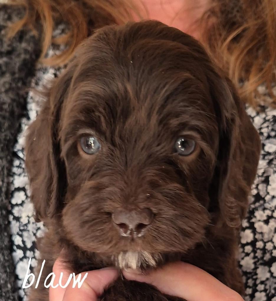 Australuan labradoodle pups, 8 tot 15 weken, Parvo, Meerdere dieren, Eén hond