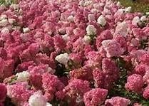 Hydrangea pan. Vanille Fraise 30/40 in 3 liter pot, Ophalen, Overige soorten, Halfschaduw