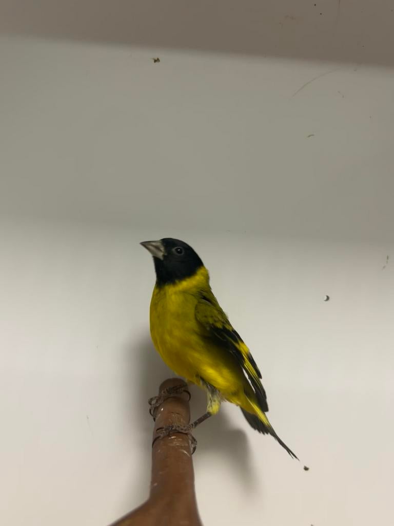 2-2 magellaan-zwartkop sijs, Meerdere dieren, Tropenvogel, Geringd