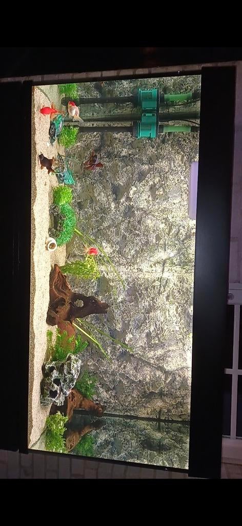 Aquarium met goudvissen, Ophalen of Verzenden