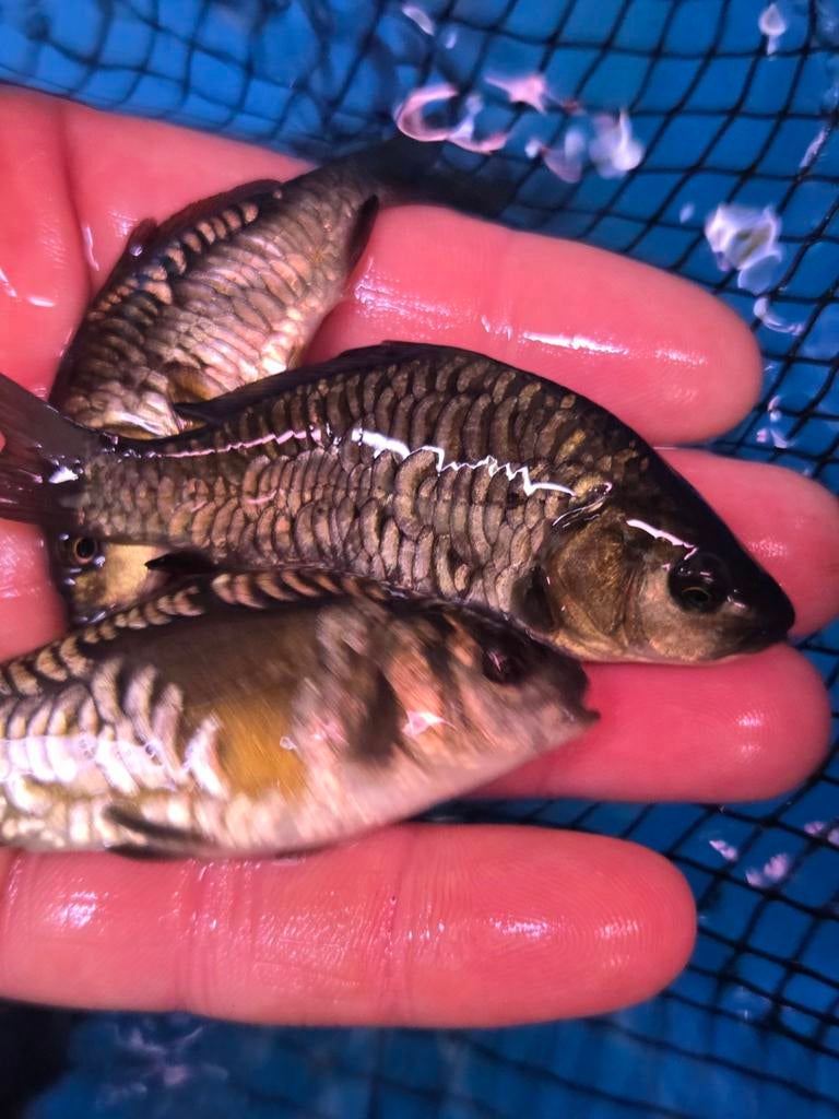 Prachtige Volschub Spiegelkarpers ca 21 - 25 cm / Koidreams, Dieren en Toebehoren, Vissen | Vijvervissen, Karper of Koi