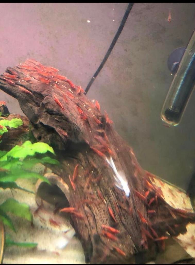 Vuurgarnaal - vuurgarnalen - sherry shrimp, Dieren en Toebehoren, Vissen | Aquariumvissen, Kreeft, Krab of Garnaal, Zoetwatervis