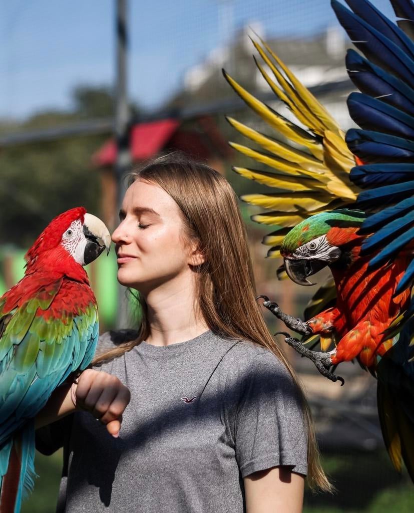 handtamme & pratende aras in diverse kleuren, Meerdere dieren, Papegaai, Pratend