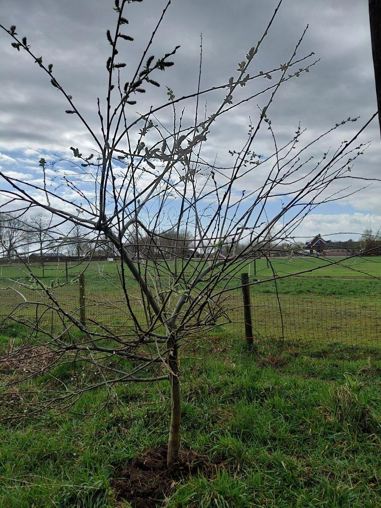 Boompje (waarschijnlijk krentenboom?)