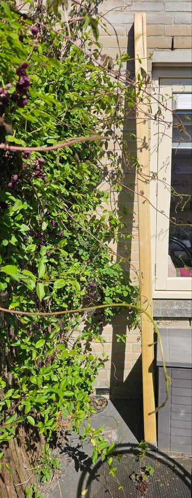 Geïmpregneerde paal 1x, Tuin en Terras, Ophalen, Bloeit niet, Volle zon, Overige soorten