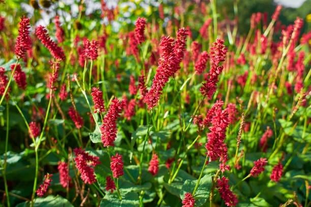 Vaste plant : Persicaria Rood 5 euro, Volle zon, Vaste plant, Zomer, Ophalen
