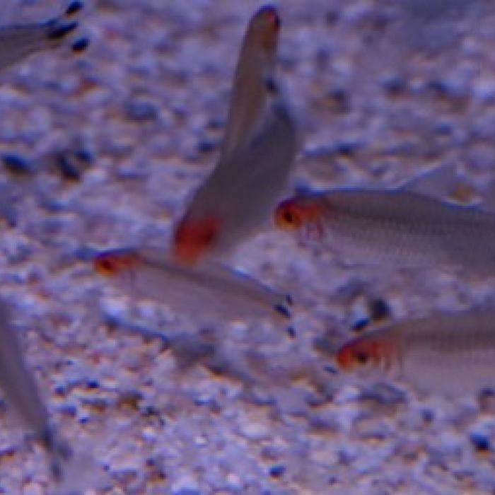 Hemigrammus bleherii, Vis