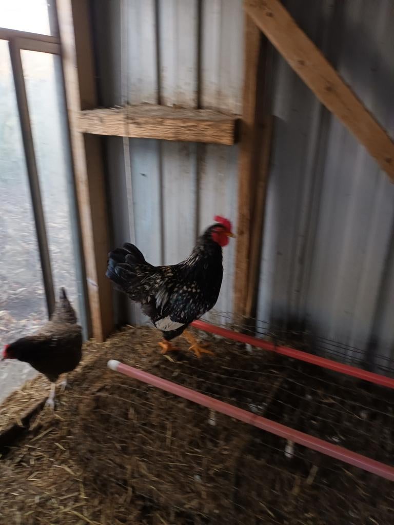 Barnevelder Haan Groot Ras, Dieren en Toebehoren, Pluimvee, Mannelijk, Kip