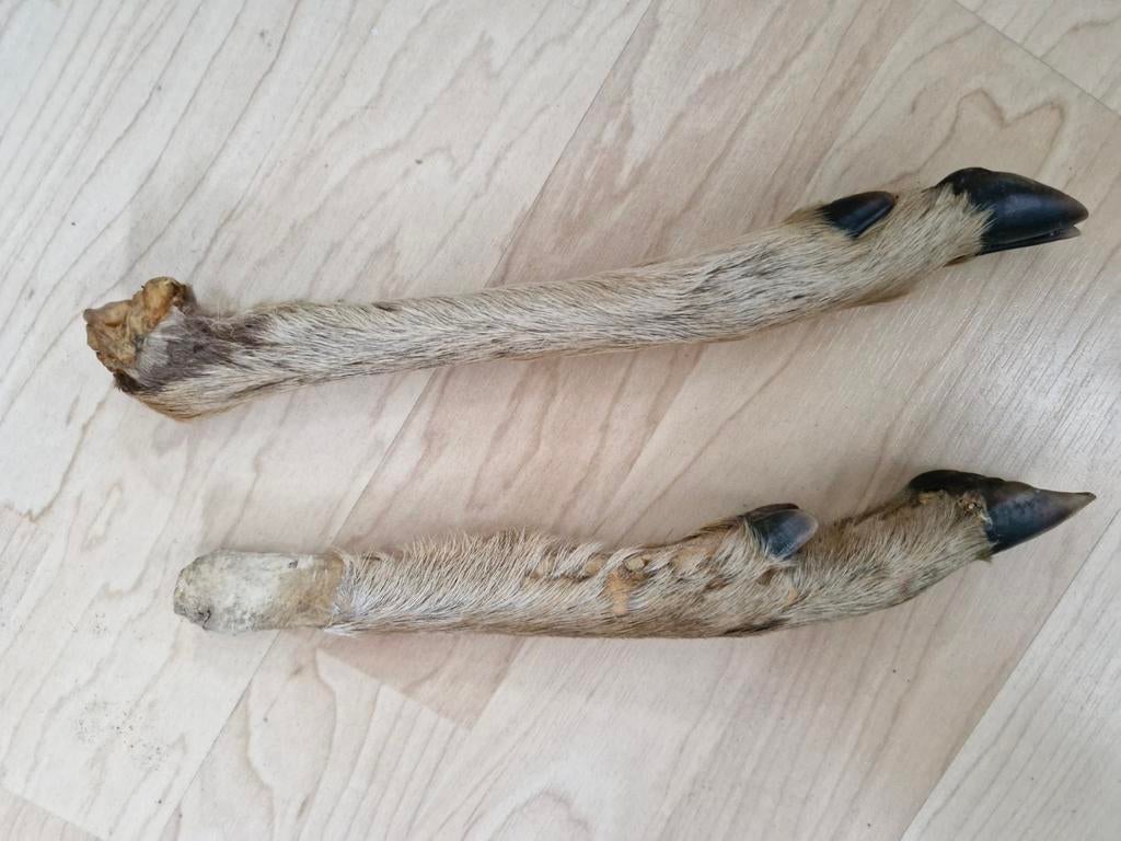 2x Hertenpoten - Decoratie / Jacht Trofee, Ophalen of Verzenden, Gebruikt