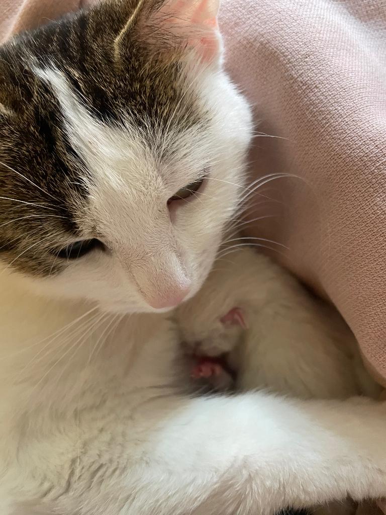 Mooie kittens geboren 20 maart 2026, Dieren en Toebehoren, Katten en Kittens | Raskatten | Korthaar, Meerdere dieren, 0 tot 2 jaar