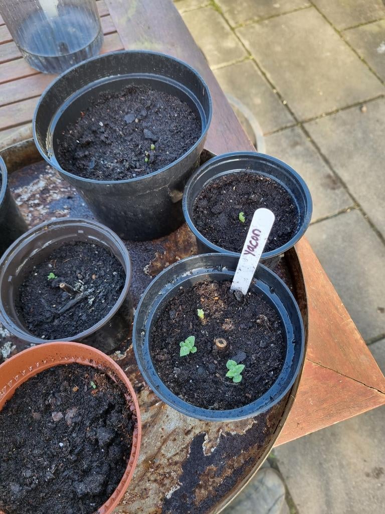 Yacon /appelwortel planten te koop, Ophalen, Eenjarig, Groenteplanten, Volle zon