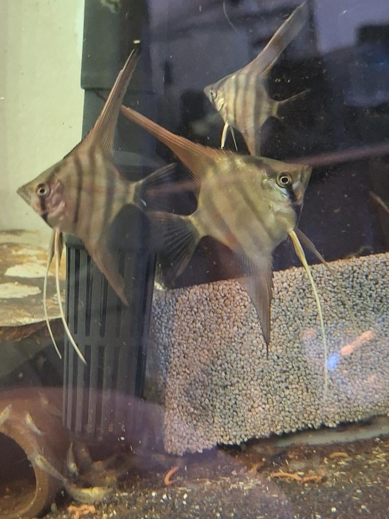 Jonge Manacapuru Red Back maanvissen, Dieren en Toebehoren, Vissen | Aquariumvissen, Vis, Zoetwatervis, Schoolvis