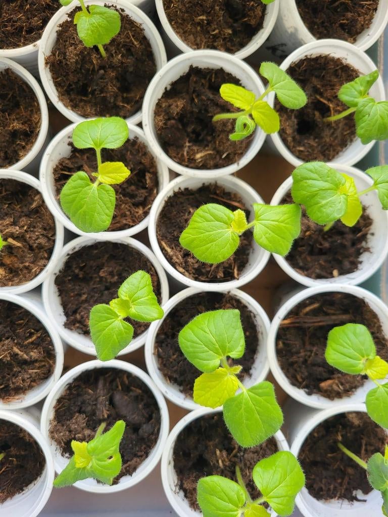 groente plantjes, Ophalen of Verzenden, Eenjarig, Groenteplanten, Volle zon