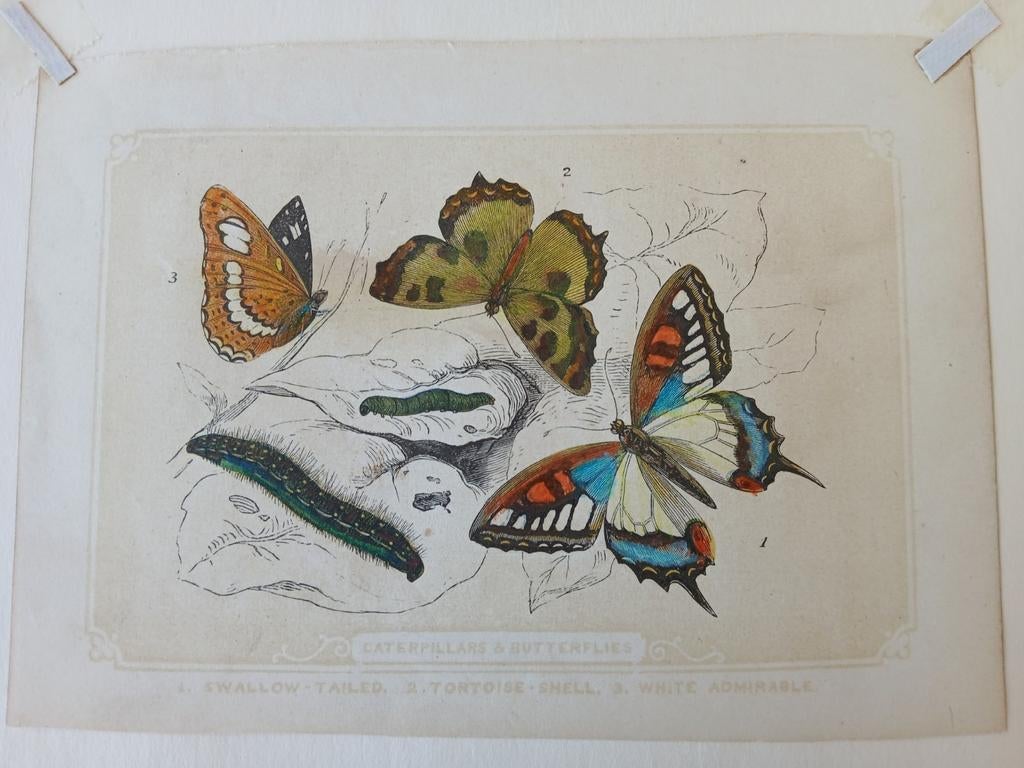 Antiek ingekleurde litho met vlinders, Ophalen of Verzenden