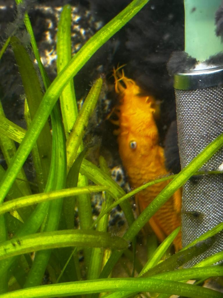 Ancistrus alg eeter geel, Vis, Zoetwatervis