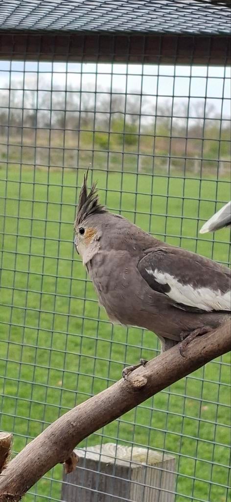 Valkparkiet, Dieren en Toebehoren, Vogels | Parkieten en Papegaaien, Geslacht onbekend, Parkiet