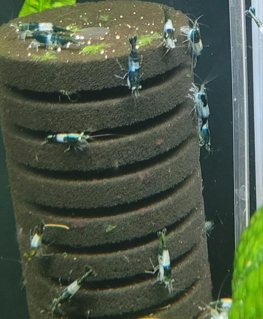 Hobbyaquarium  Green Rilli garnalen, Kreeft, Krab of Garnaal, Zoetwatervis, Schoolvis