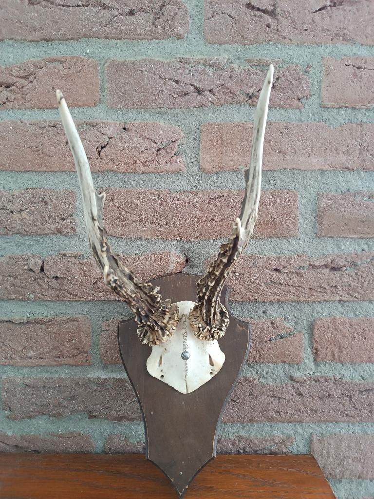 Ree Gewei op houten schild no.01, Ophalen of Verzenden, Hert, Gewei of Kop