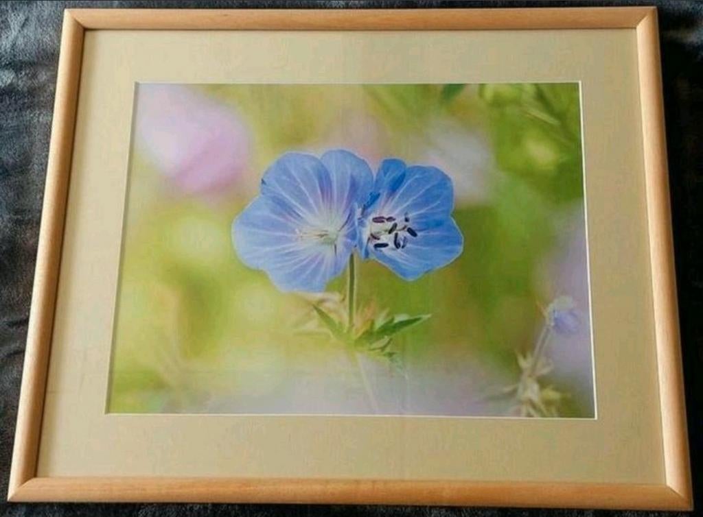 Ooievaarsbek (foto) in Barth wissellijst van 40x50 cm..., Antiek en Kunst, Kunst | Schilderijen | Klassiek, Ophalen of Verzenden