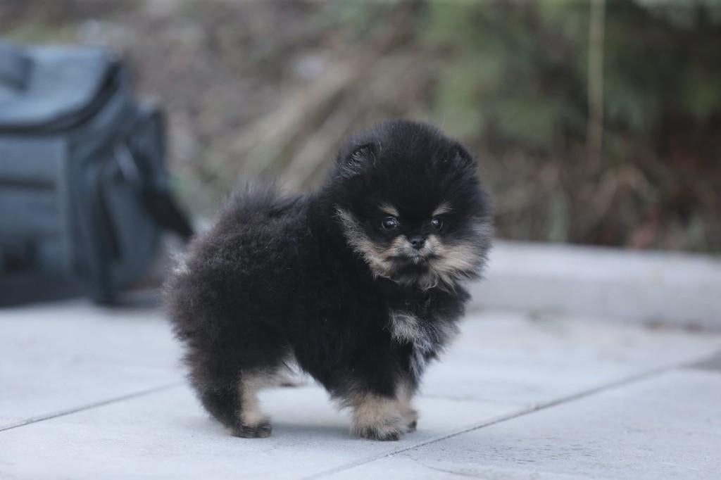 Pomeriaan pup reutje Black & Tan Bear type – te reserveren, Keeshond, Reu, 8 tot 15 weken, Buitenland
