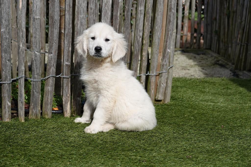 Prachtige Golden retriever pups met stamboom, Dieren en Toebehoren, Honden | Retrievers, Spaniëls en Waterhonden, Golden retriever
