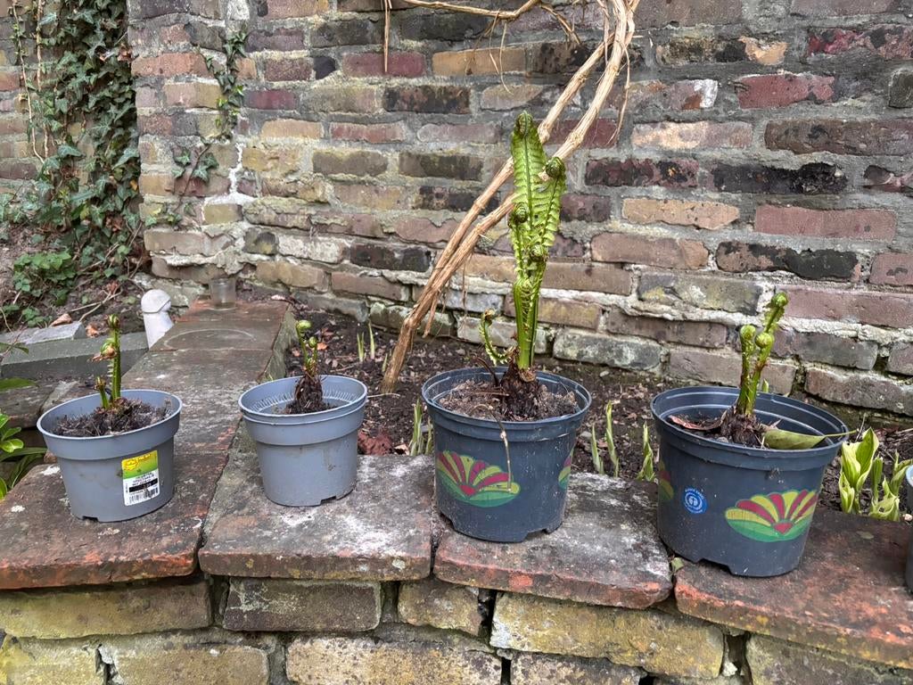 Varens, Tuin en Terras, Ophalen, Bloeit niet, Overige soorten, Halfschaduw