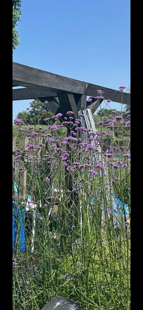 Verbena plant, hoge variant, Volle zon, Vaste plant, Zomer, Ophalen