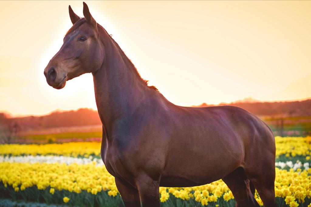 Lieve, mooie merrie, Merrie, 170 tot 175 cm, 7 tot 10 jaar, Recreatiepaard