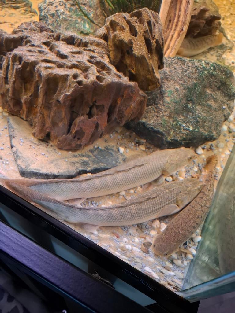 2 Polypterus senegalensis 35-40cm, Vis