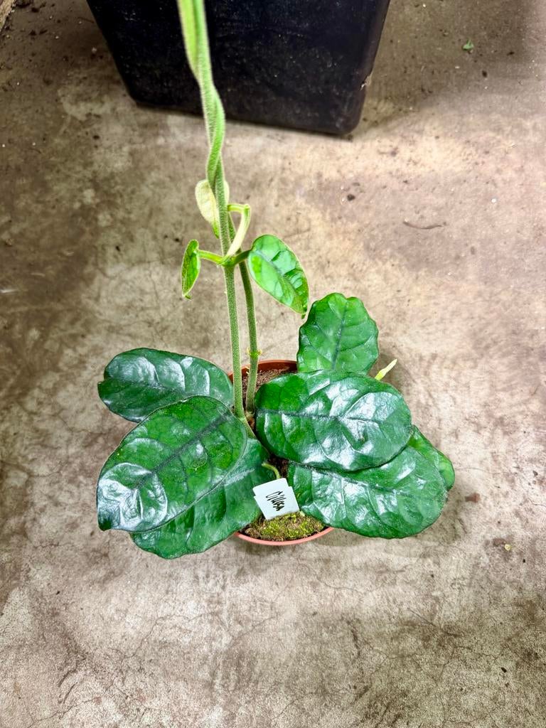 Hoya Villosa p12, Huis en Inrichting, Kamerplanten, Ophalen of Verzenden