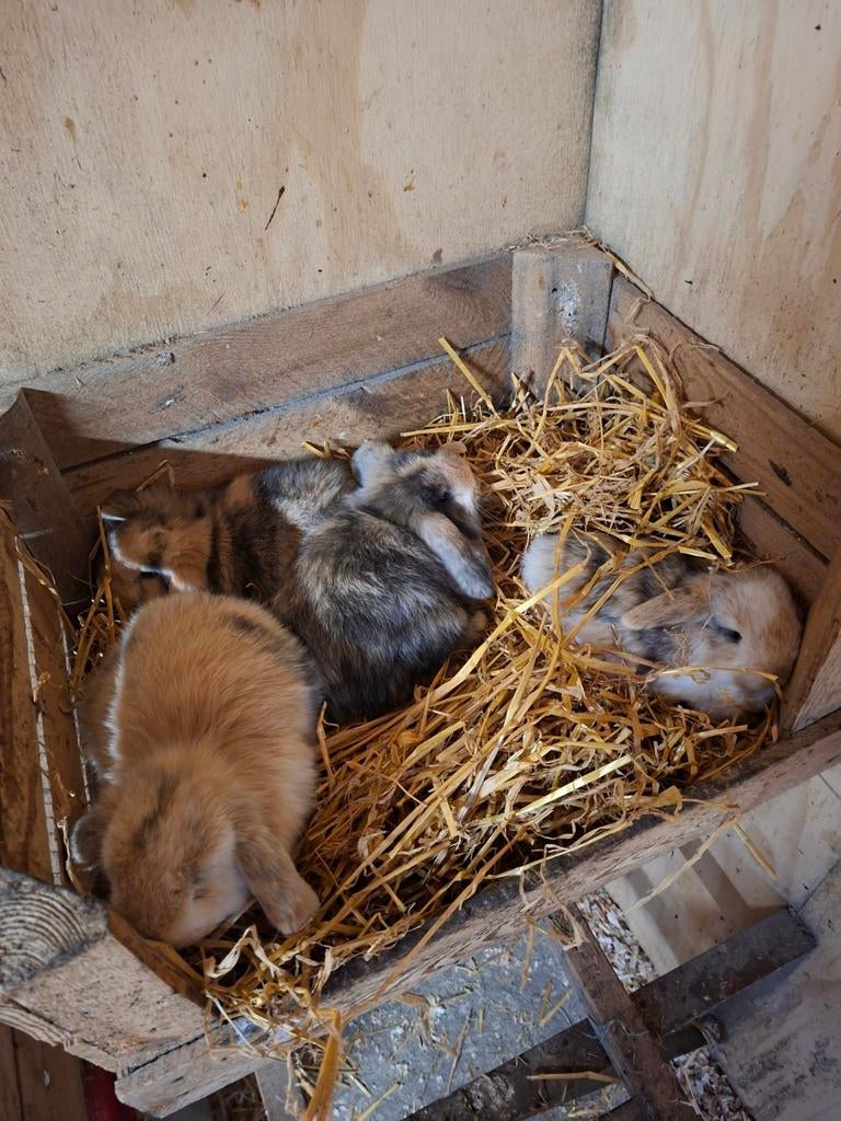 Franse hangoren, Dieren en Toebehoren, Konijnen, Geslacht onbekend, Groot