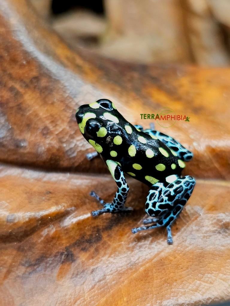 Ranitomeya soorten beschikbaar!, Dieren en Toebehoren, Amfibie, 0 tot 2 jaar