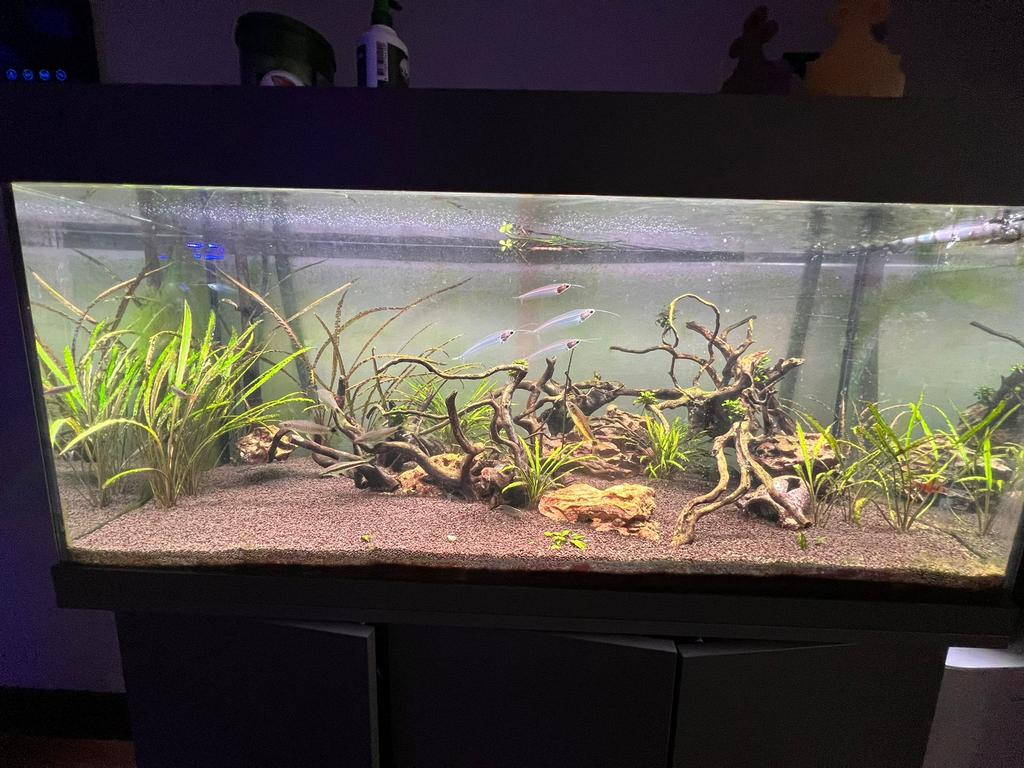 Juwel Rio 180 aquarium met HeliaLux LED,Oase Biomaster 350, Ophalen, Zo goed als nieuw, Gevuld zoetwateraquarium
