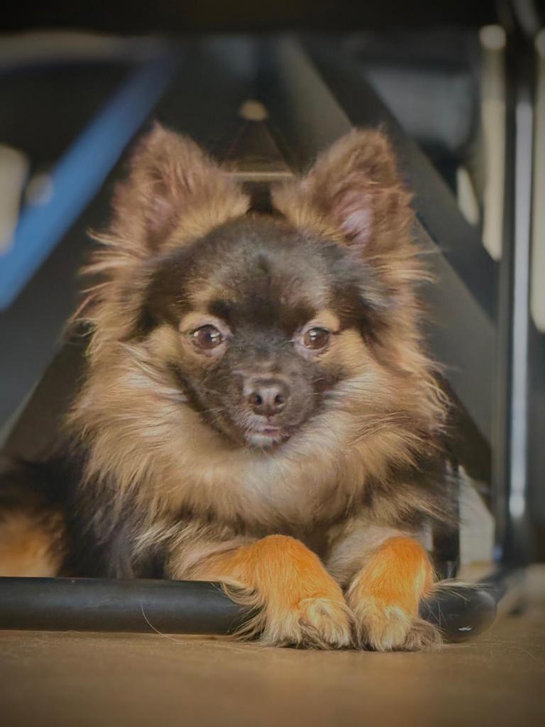 Chihuahua dekreu ter dekking aangeboden (niet te koop!), Parvo, Reu, 1 tot 2 jaar, Eén hond