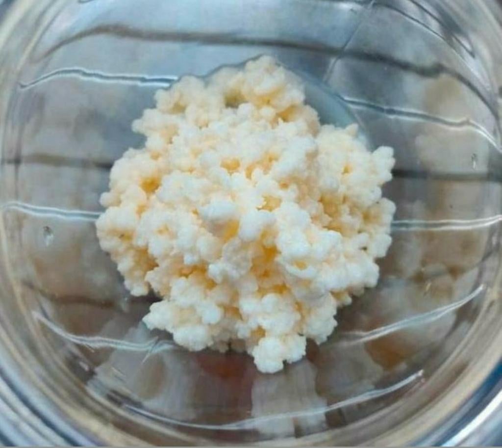 Actieve biologische melkkefir probiotica kefir fermenteren, Ophalen of Verzenden