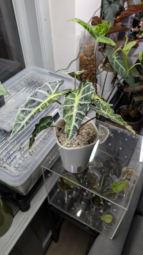 Alocasia Polly Variegata Aurea in zelfwaterende pot, Ophalen of Verzenden