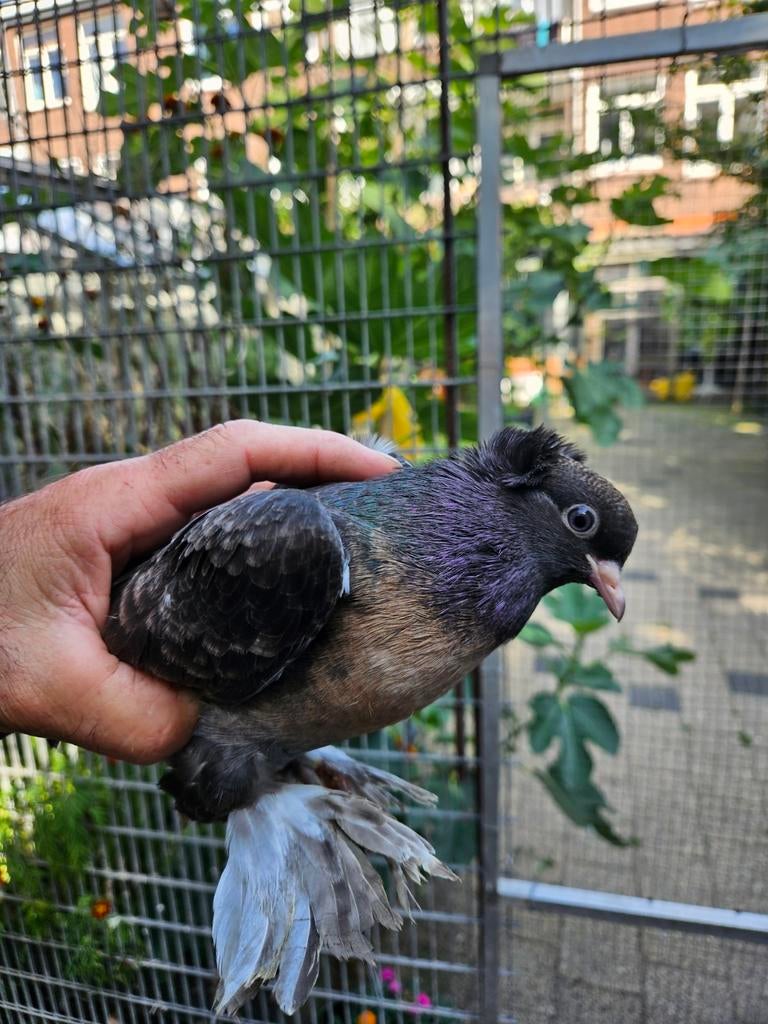 Takla miro duiven Te koop, Dieren en Toebehoren, Vogels | Duiven, Meerdere dieren, Overige soorten