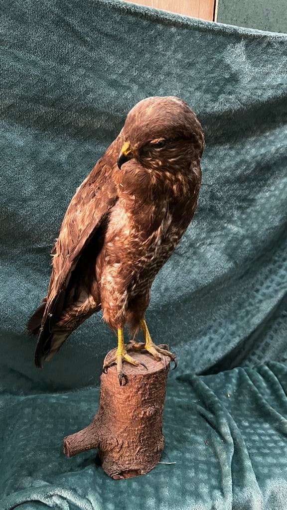 Buizerd, Verzamelen, Dierenverzamelingen, Ophalen, Gebruikt, Vogel, Opgezet dier