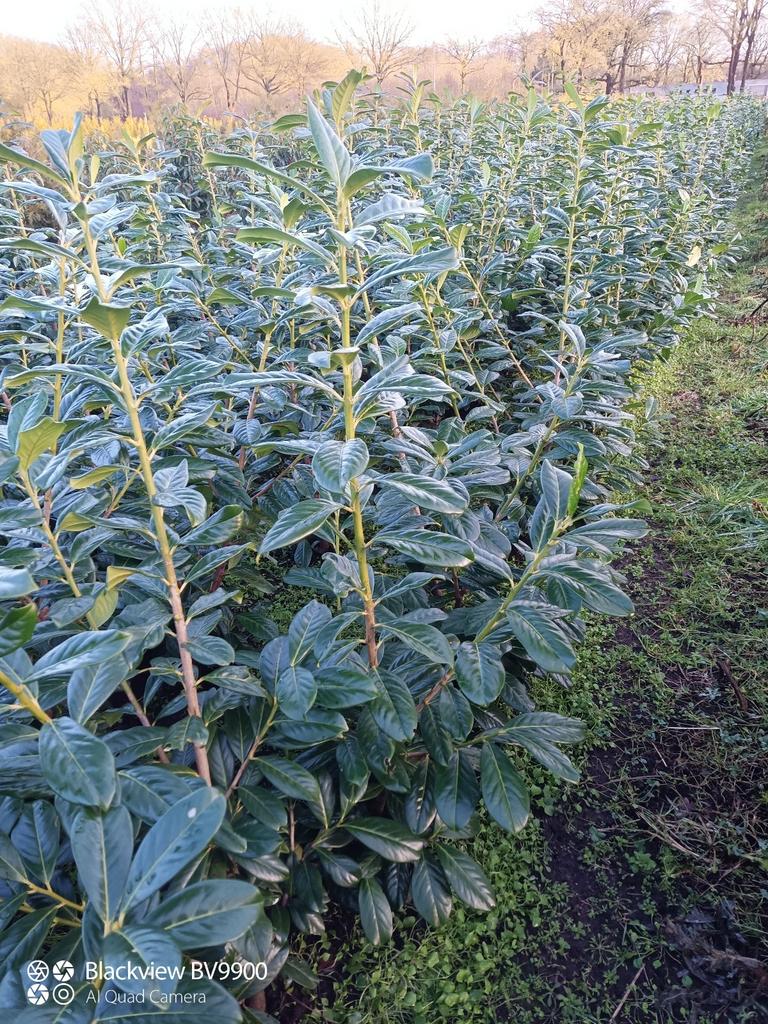 Snel groeiende Laurier Prunus novita 100-120 en 120-140cm, Ophalen of Verzenden, Laurier, 100 tot 250 cm