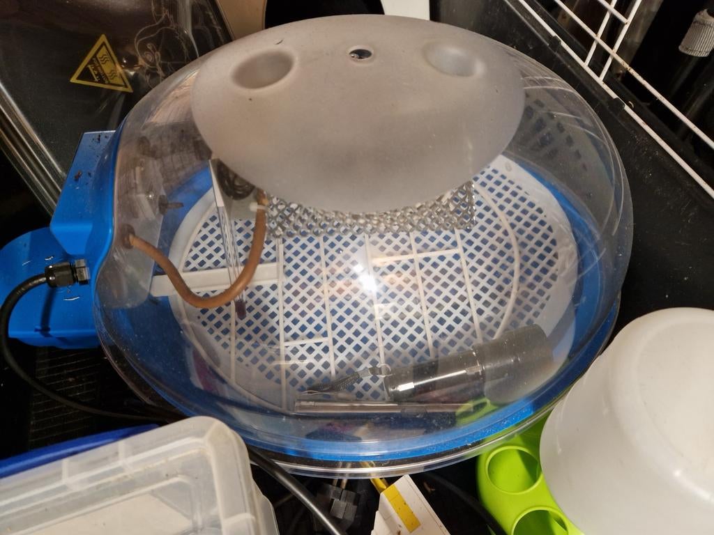 Verhuur broedmachine en toebehoren, Geslacht onbekend, Kip