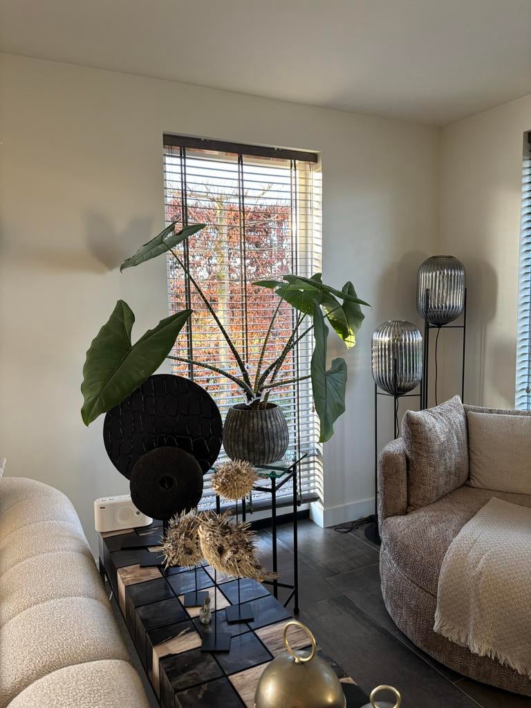 Mooie Alocasia Zebrina in een mooie pot, Huis en Inrichting, Kamerplanten, Ophalen, Overige soorten, Halfschaduw, In pot