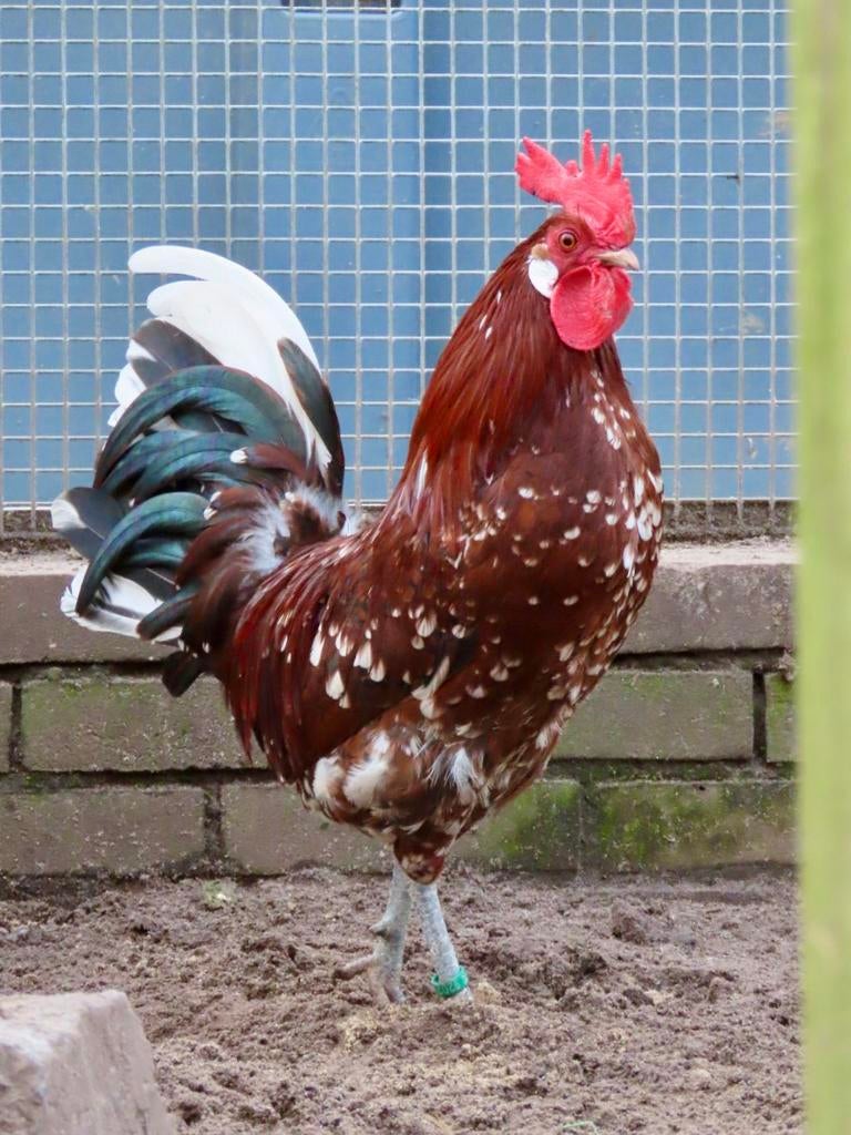 Boaz, Friese hoen roodbont, Dieren en Toebehoren, Mannelijk, Kip