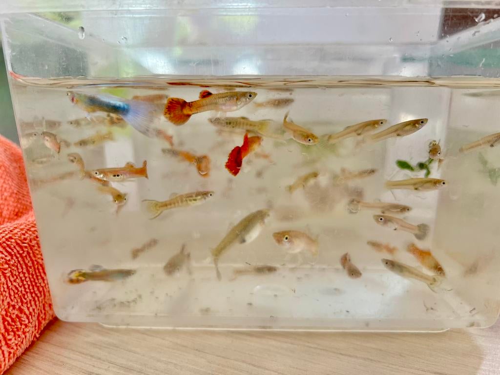 Kleurrijke Guppy’s te koop – Gezond & Actief!, Vis
