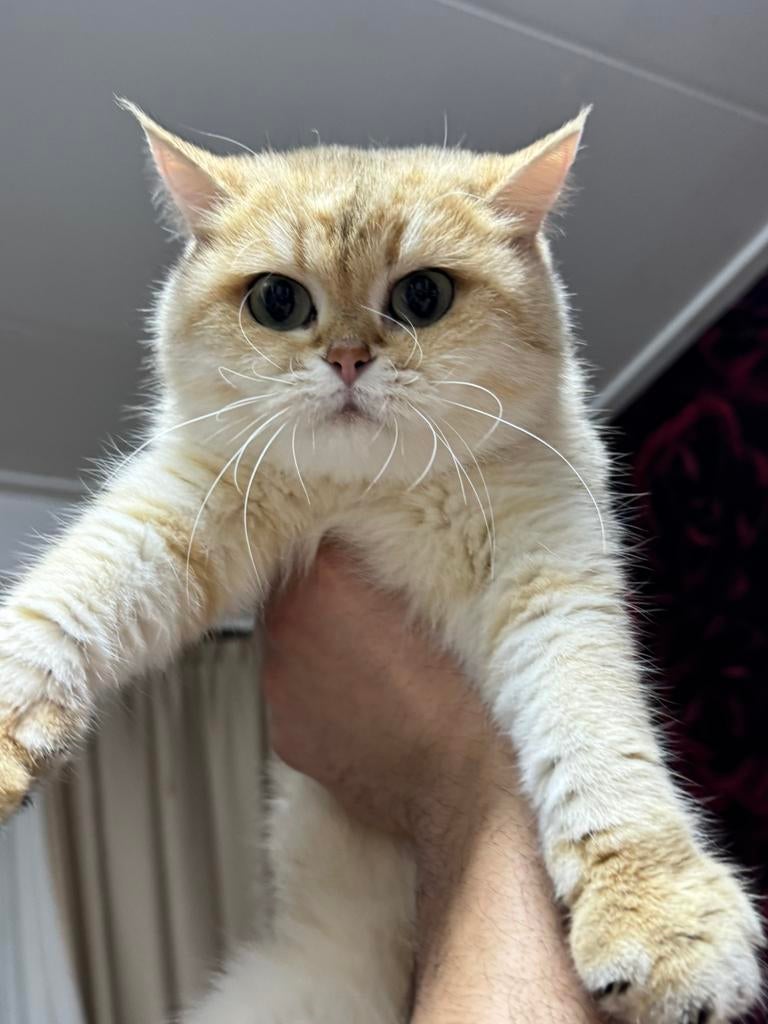 British Shorthair Golden Shaded NY12 poes, Poes