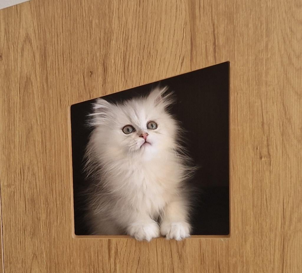 Siberisch X Perzisch katertje, Dieren en Toebehoren, Katten en Kittens | Raskatten | Langhaar, Kater, Ingeënt